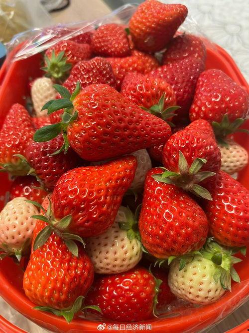 国产草莓在线,甜蜜滋味,绿色健康新选择