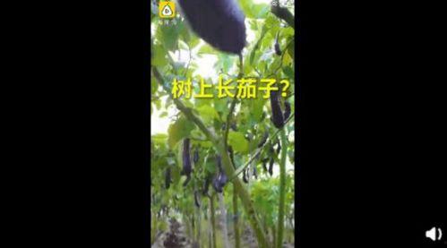 91丨成人丨精产丨天堂鸟